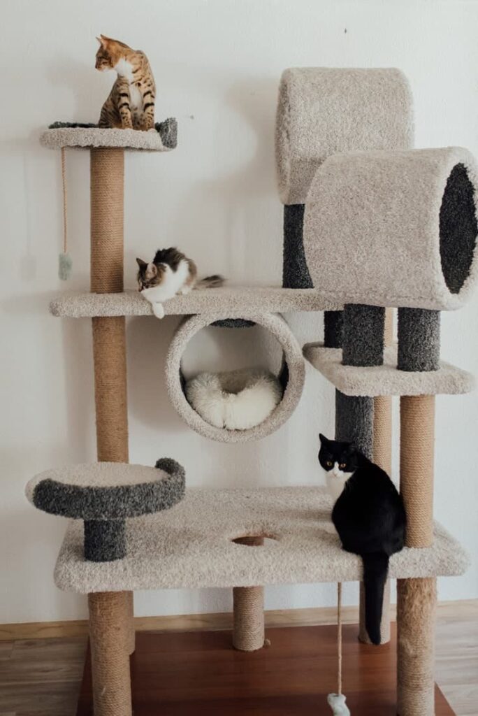 Cats-on-the-cat-tower
