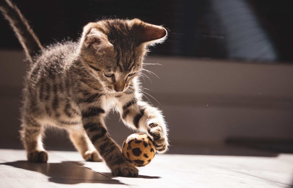 Kitten-playing-with-a-ball