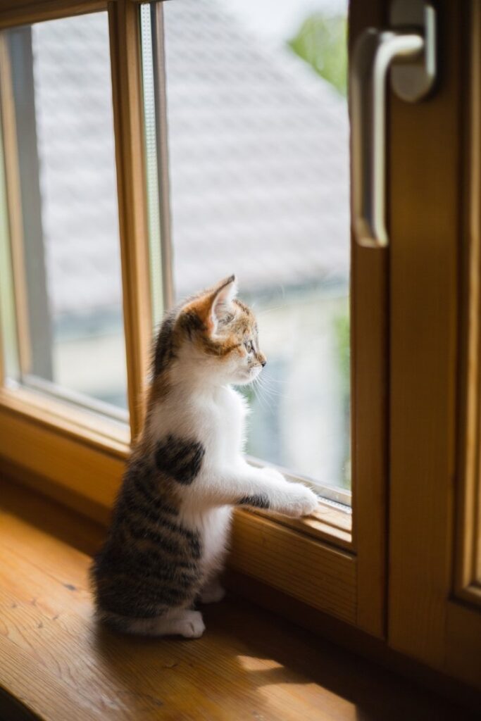 Kitten-looking-out-the-window_